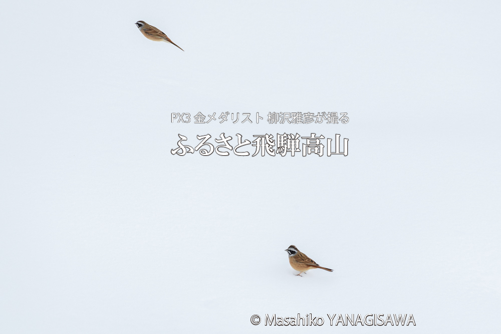 　撮影・柳沢雅彦