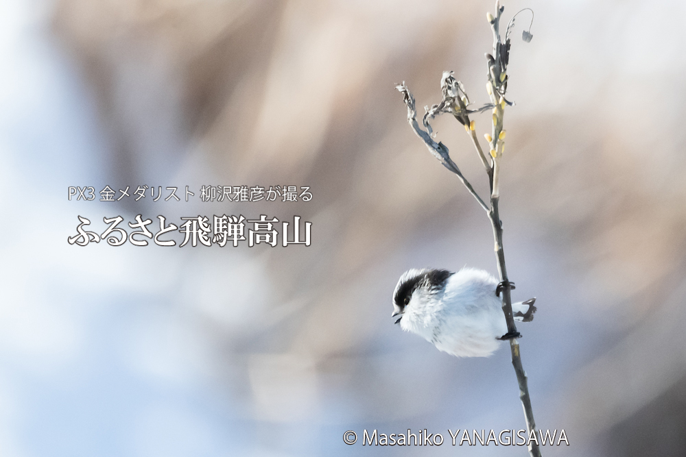 　撮影・柳沢雅彦