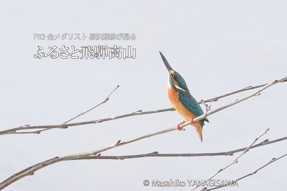 　撮影・柳沢雅彦