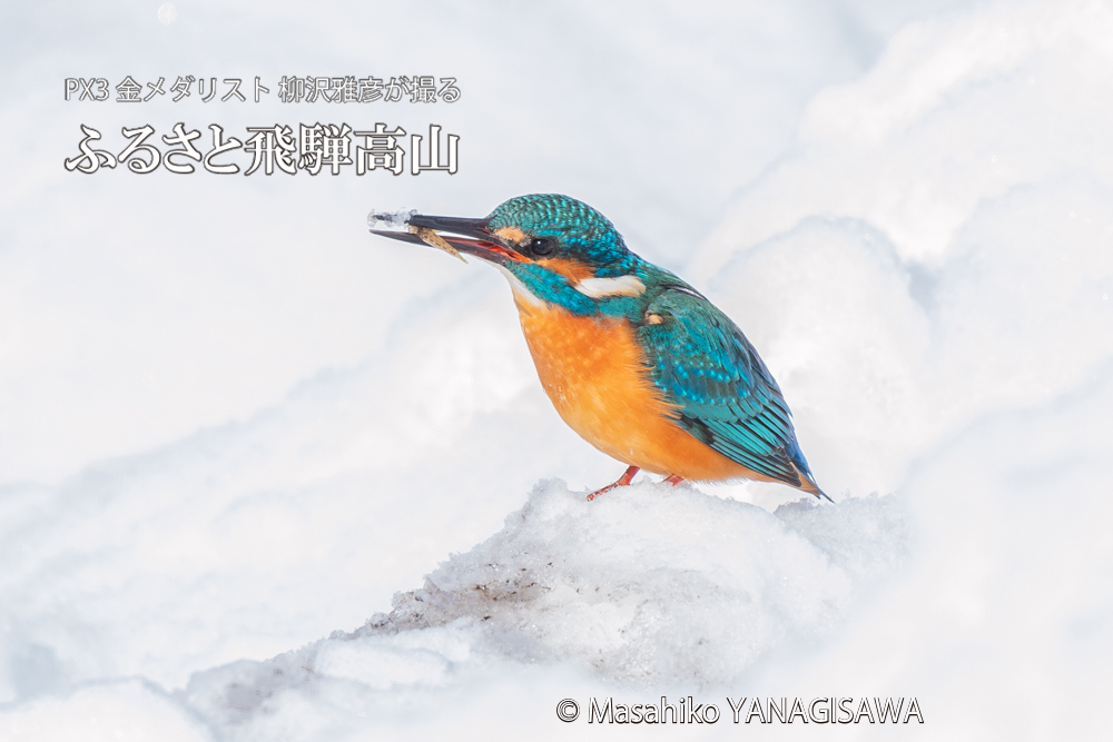 　撮影・柳沢雅彦