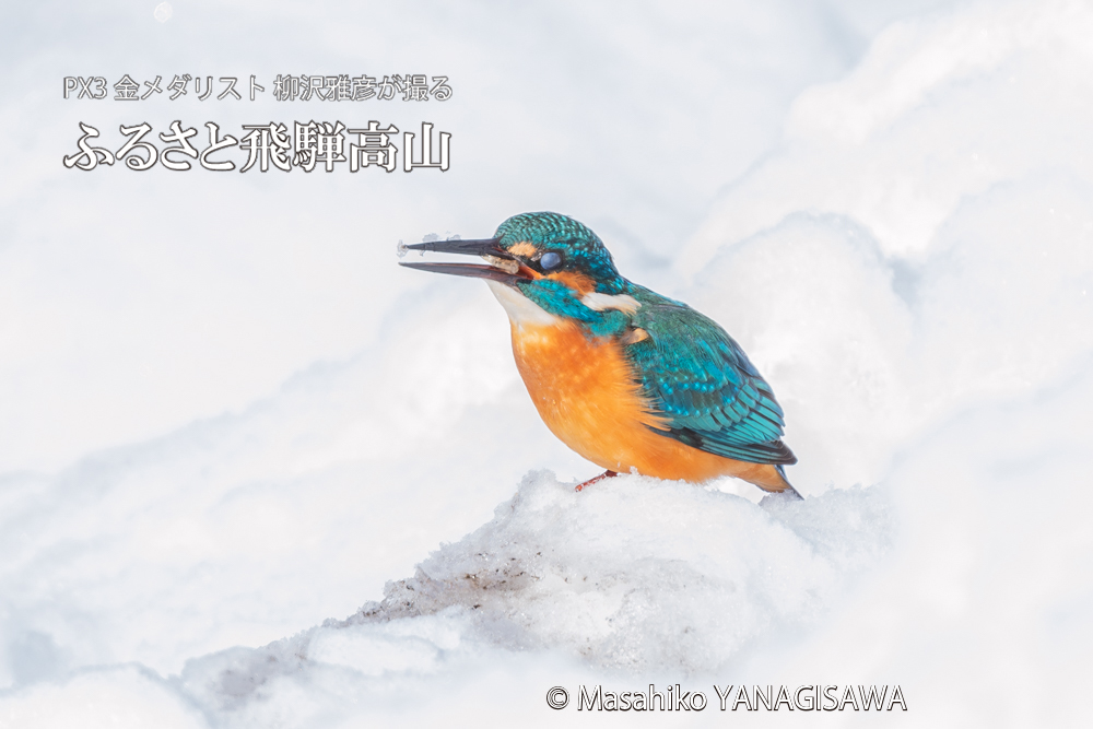 　撮影・柳沢雅彦