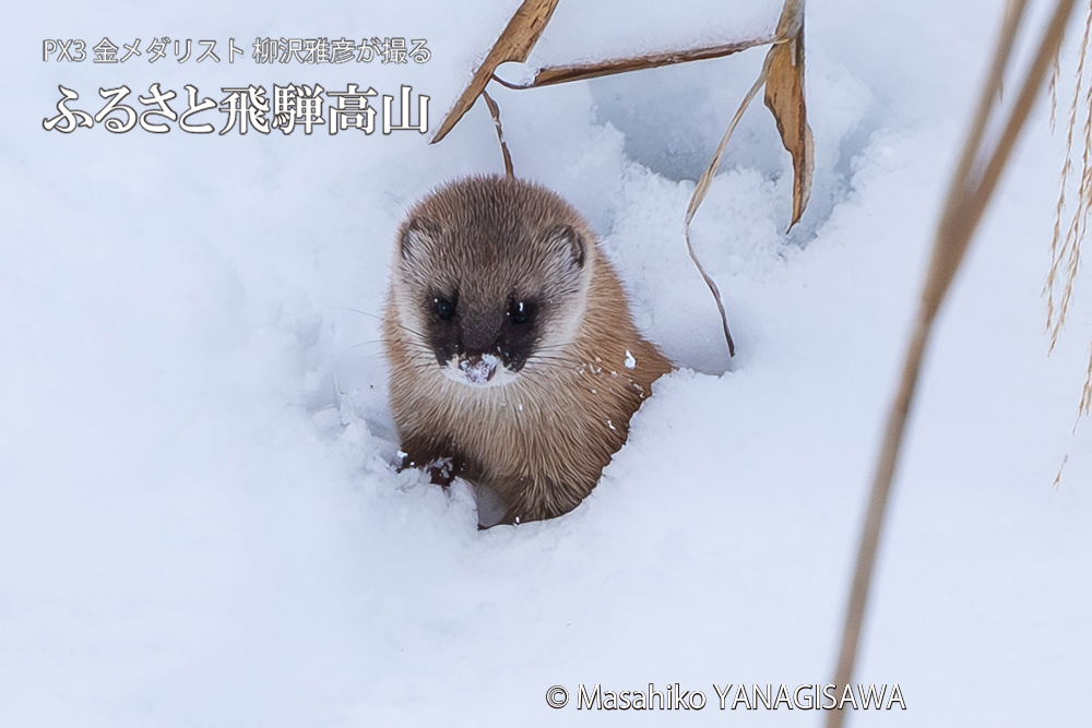 　撮影・柳沢雅彦