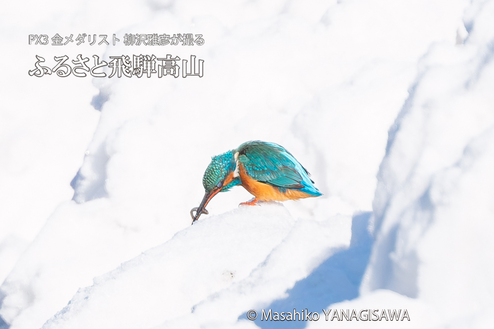 　撮影・柳沢雅彦
