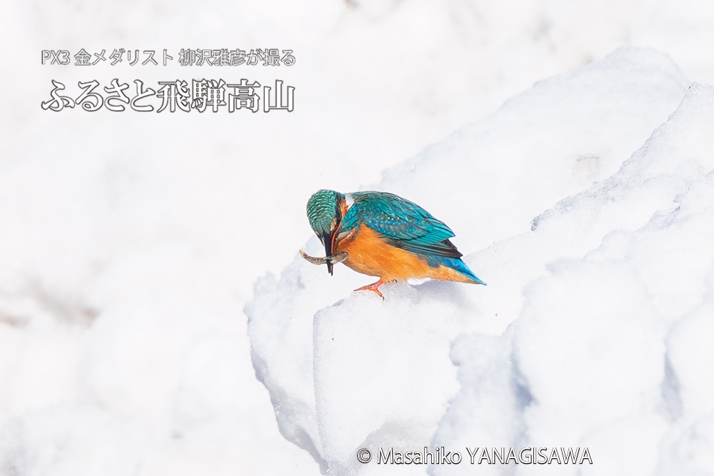　撮影・柳沢雅彦