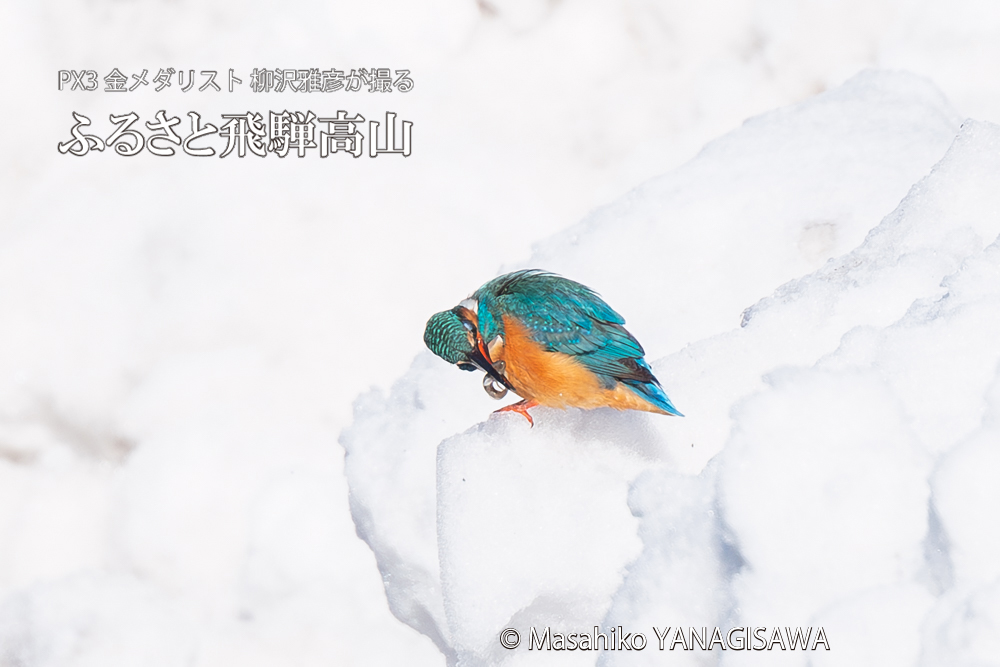 　撮影・柳沢雅彦