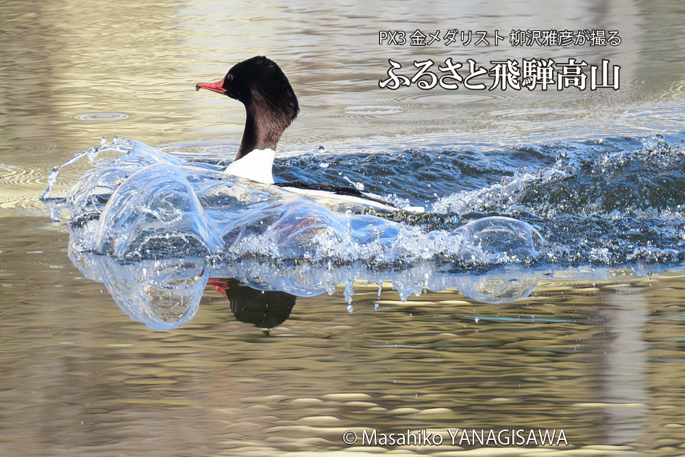 　撮影・柳沢雅彦