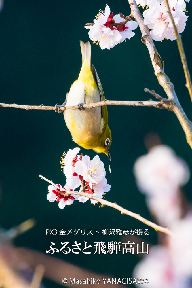 　撮影・柳沢雅彦