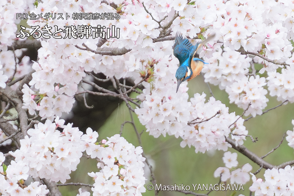 　撮影・柳沢雅彦