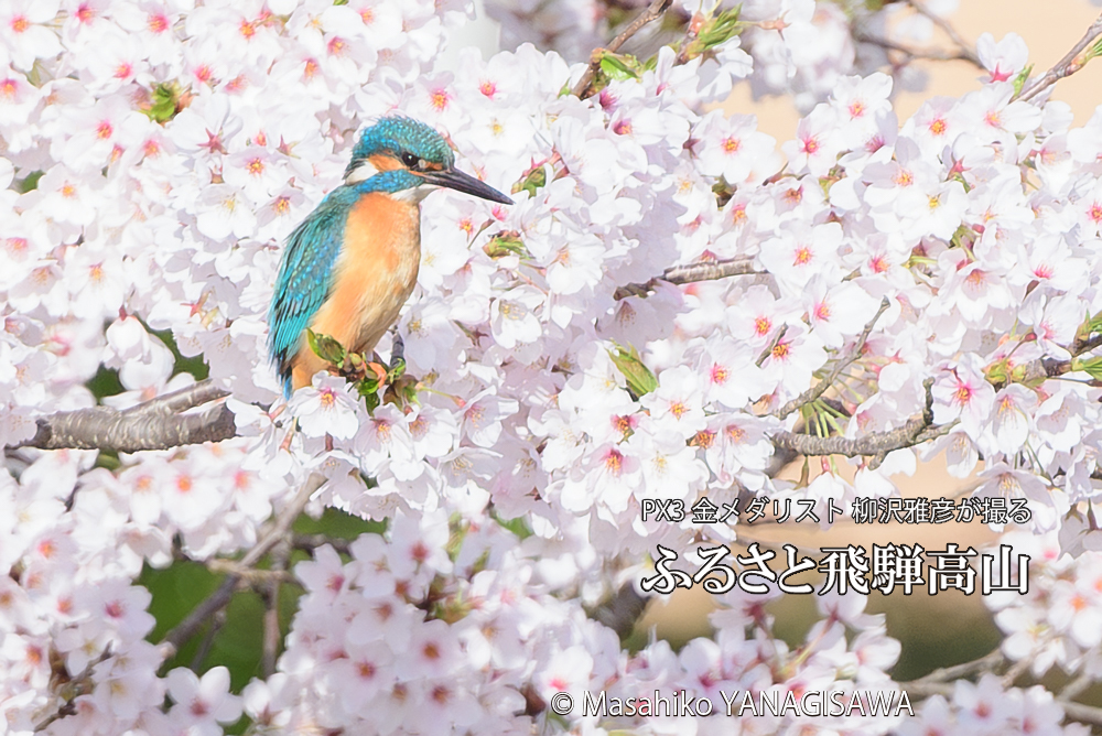 　撮影・柳沢雅彦