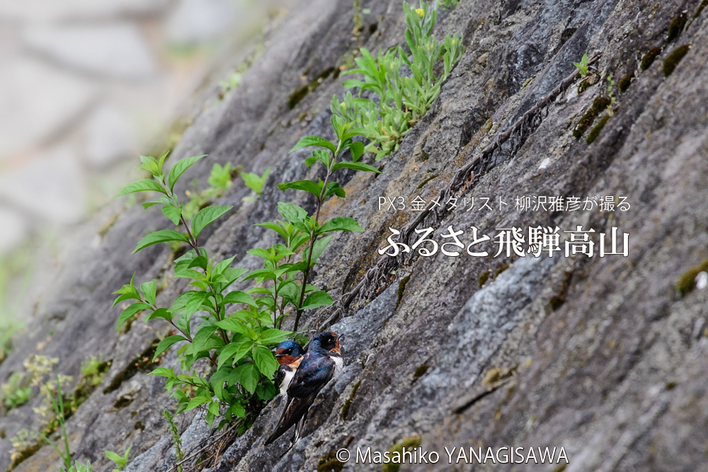春の飛騨高山(ツバメ)　撮影・柳沢雅彦