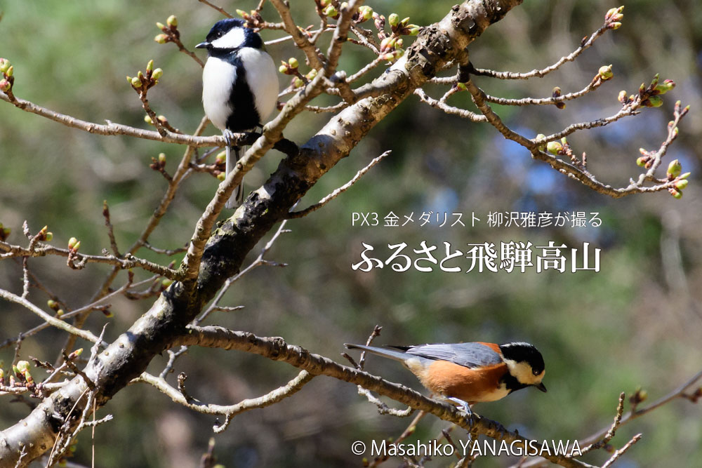 春の飛騨高山(シジュウカラ、ヤマガラ)　撮影・柳沢雅彦