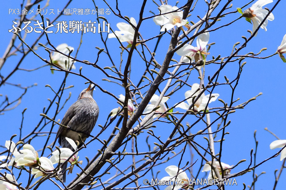 春の飛騨高山(コブシの花びらを食べるヒヨドリ)　撮影・柳沢雅彦
