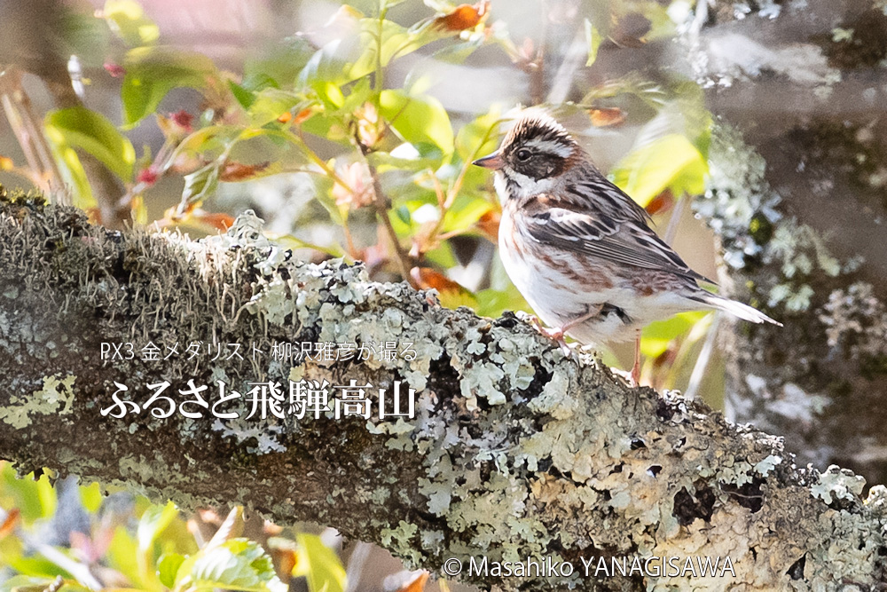 春の飛騨高山(カシラダカ)　撮影・柳沢雅彦