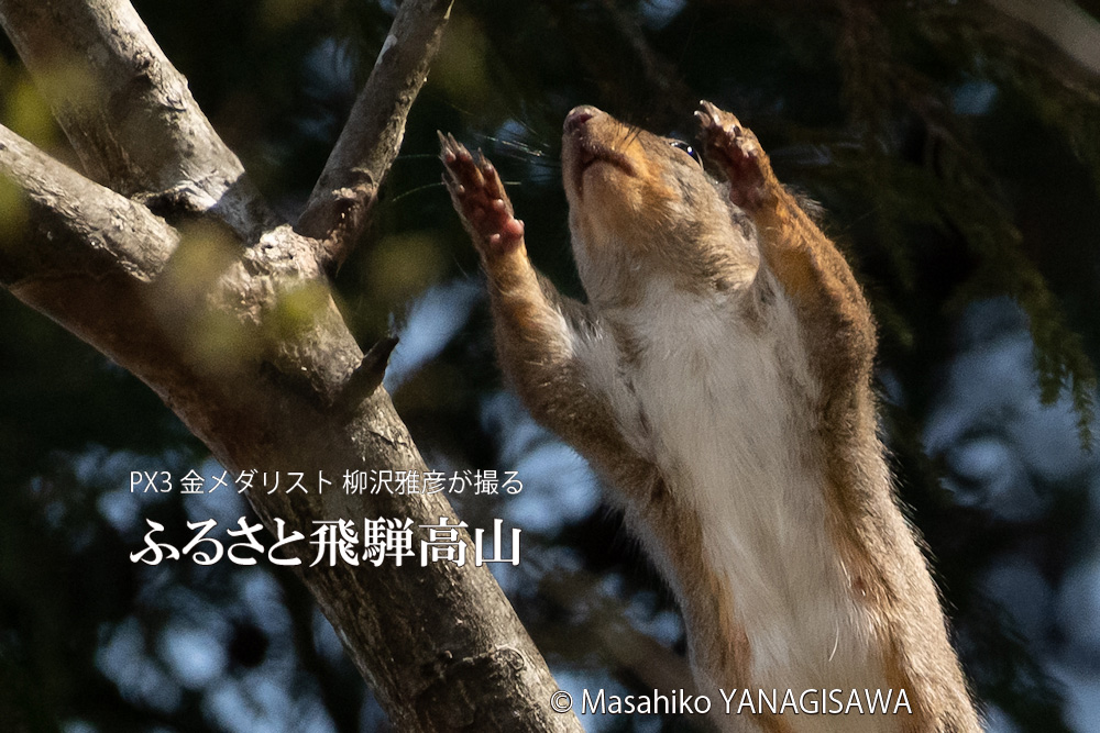 春の飛騨高山(二ホンリス)　撮影・柳沢雅彦