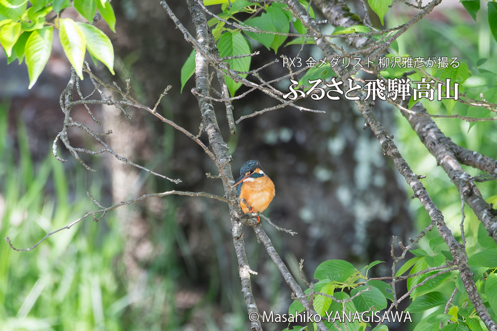 　撮影・柳沢雅彦