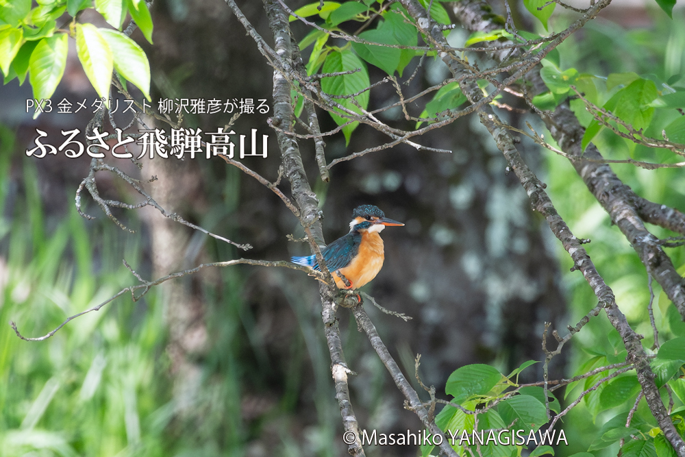 　撮影・柳沢雅彦