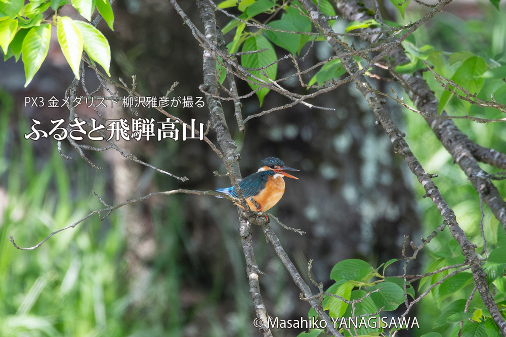 　撮影・柳沢雅彦