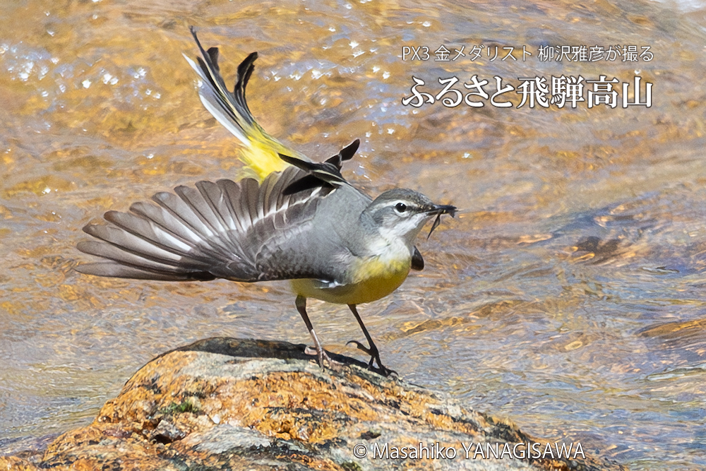 　撮影・柳沢雅彦