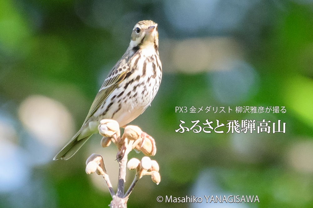 　撮影・柳沢雅彦