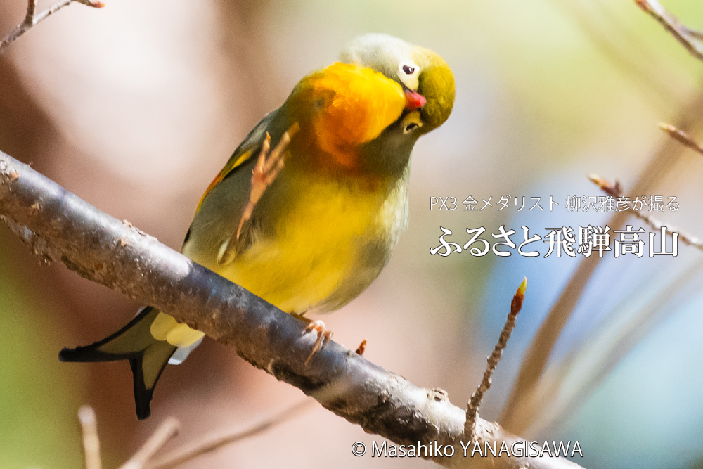 　撮影・柳沢雅彦