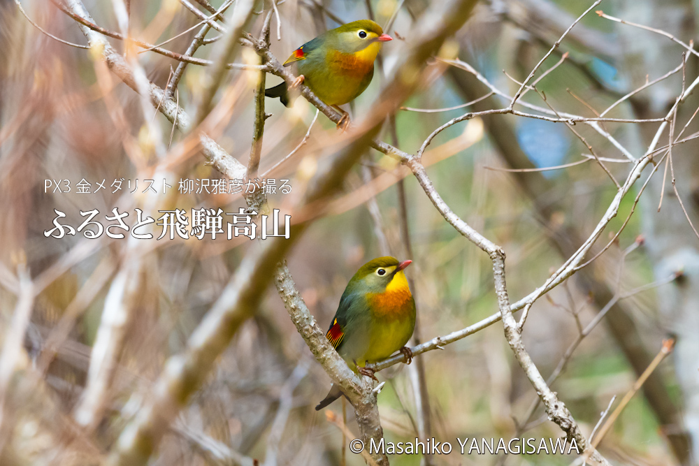 　撮影・柳沢雅彦