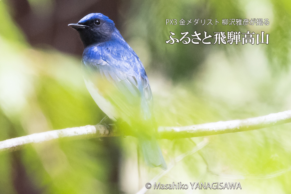 　撮影・柳沢雅彦