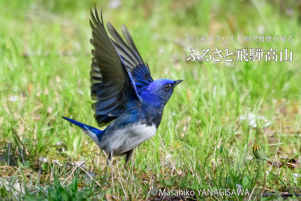 　撮影・柳沢雅彦