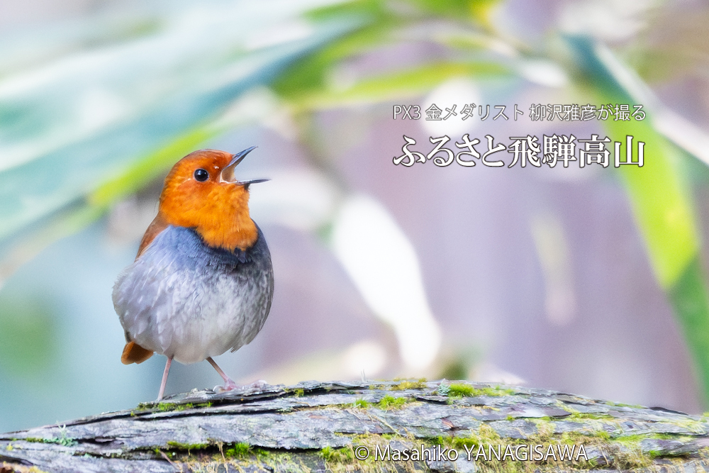 　撮影・柳沢雅彦