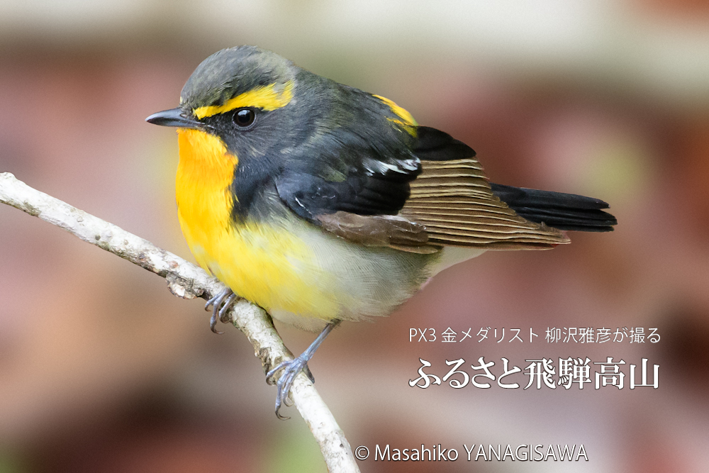 　撮影・柳沢雅彦