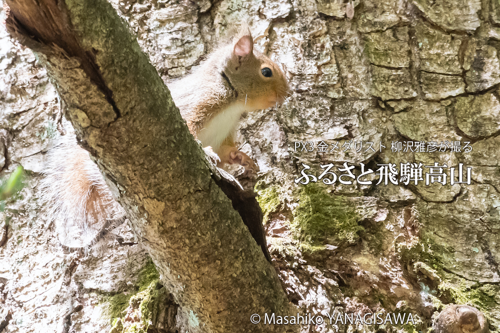 　撮影・柳沢雅彦