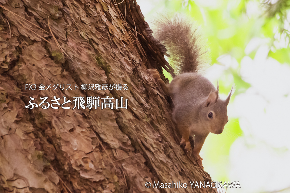　撮影・柳沢雅彦