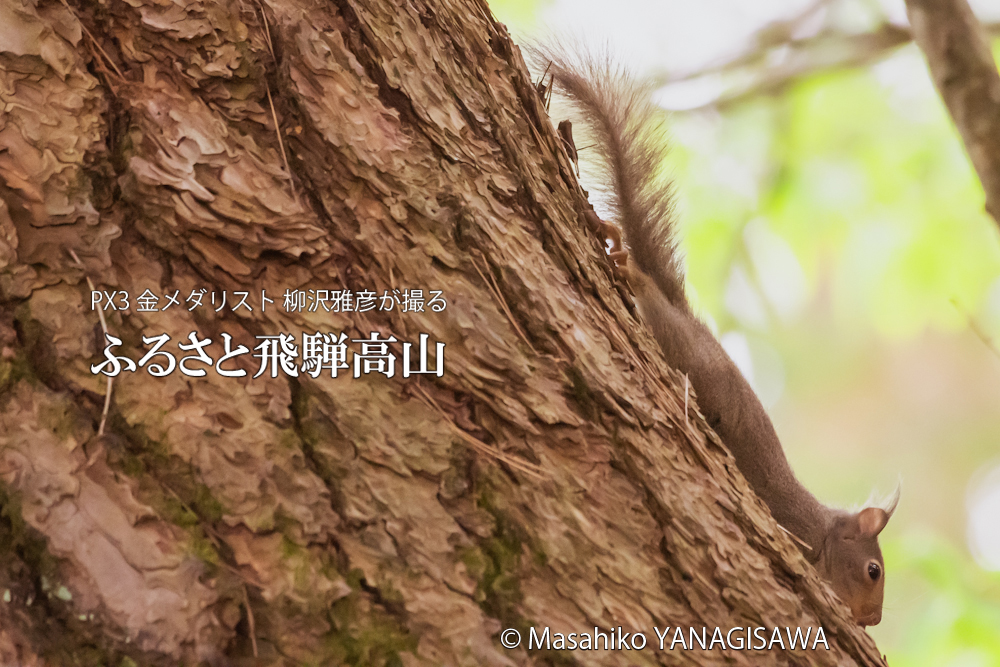 　撮影・柳沢雅彦