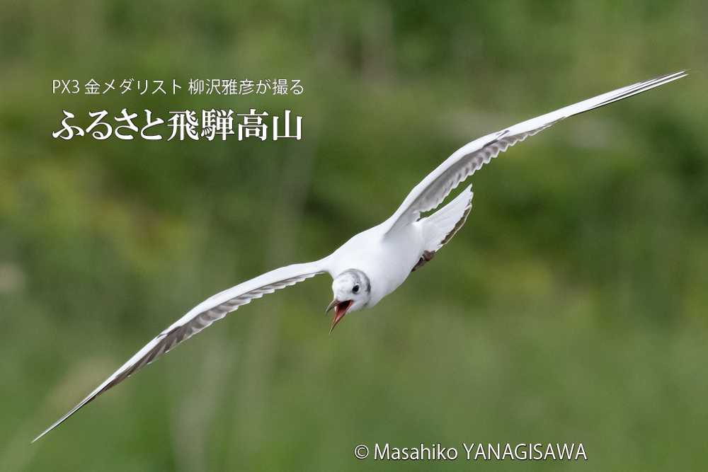 　撮影・柳沢雅彦