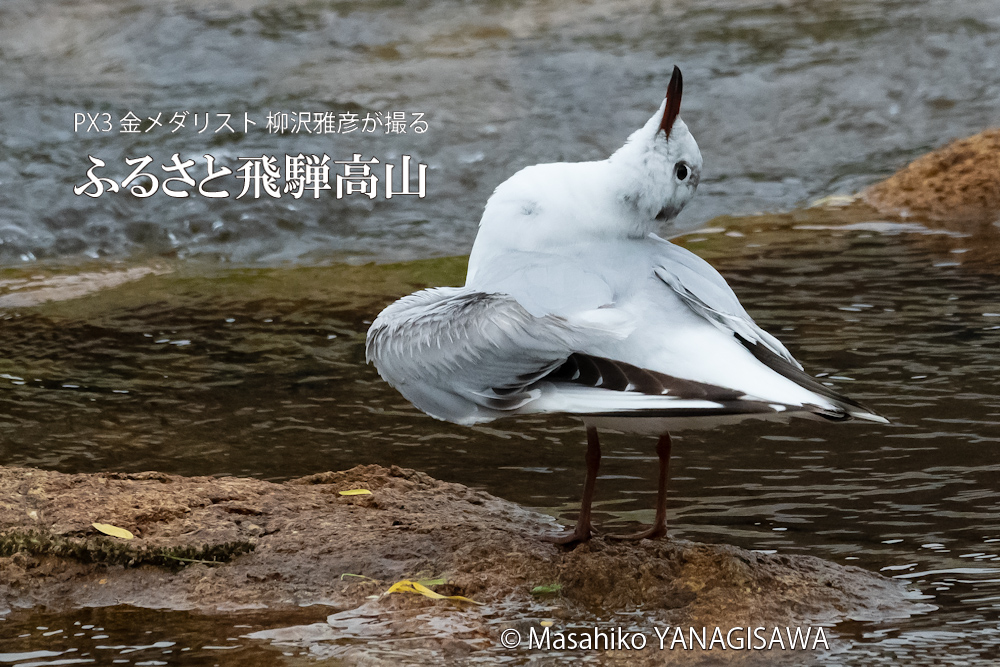 　撮影・柳沢雅彦