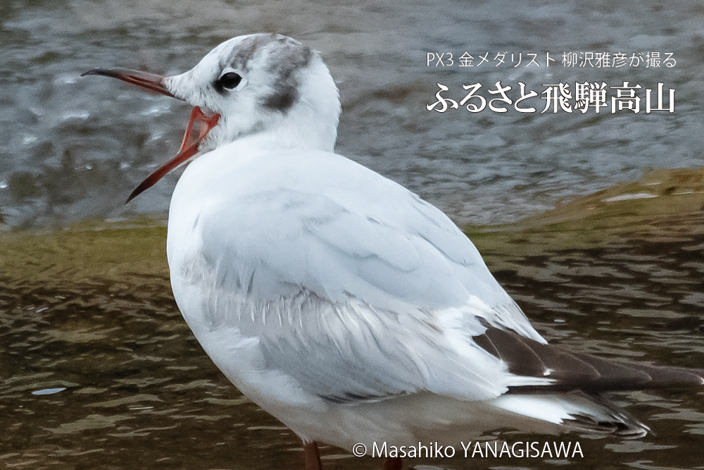 　撮影・柳沢雅彦
