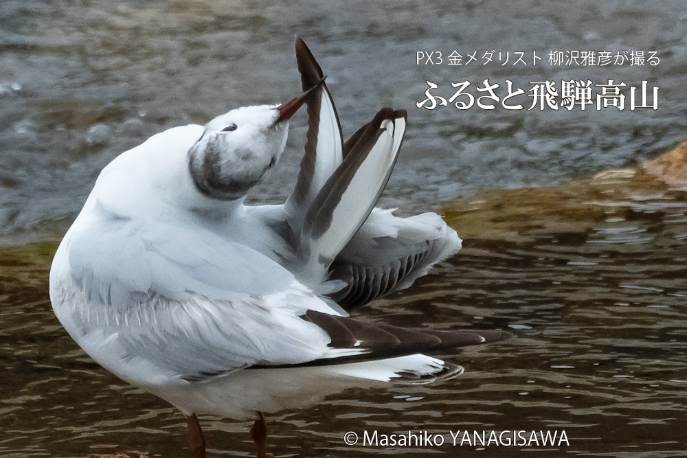　撮影・柳沢雅彦