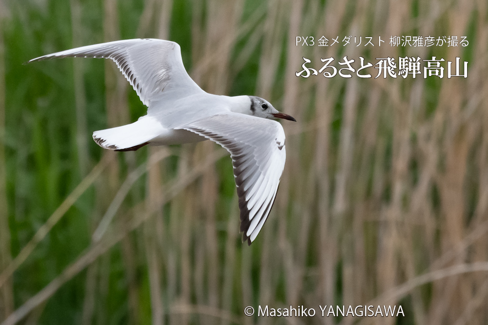 　撮影・柳沢雅彦