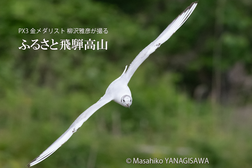 　撮影・柳沢雅彦