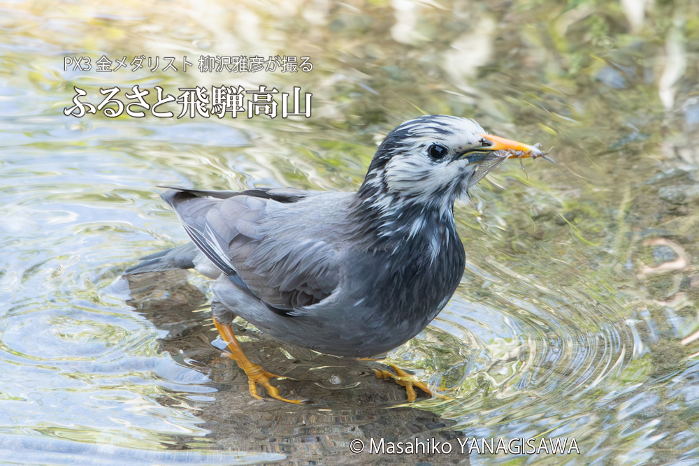 　撮影・柳沢雅彦