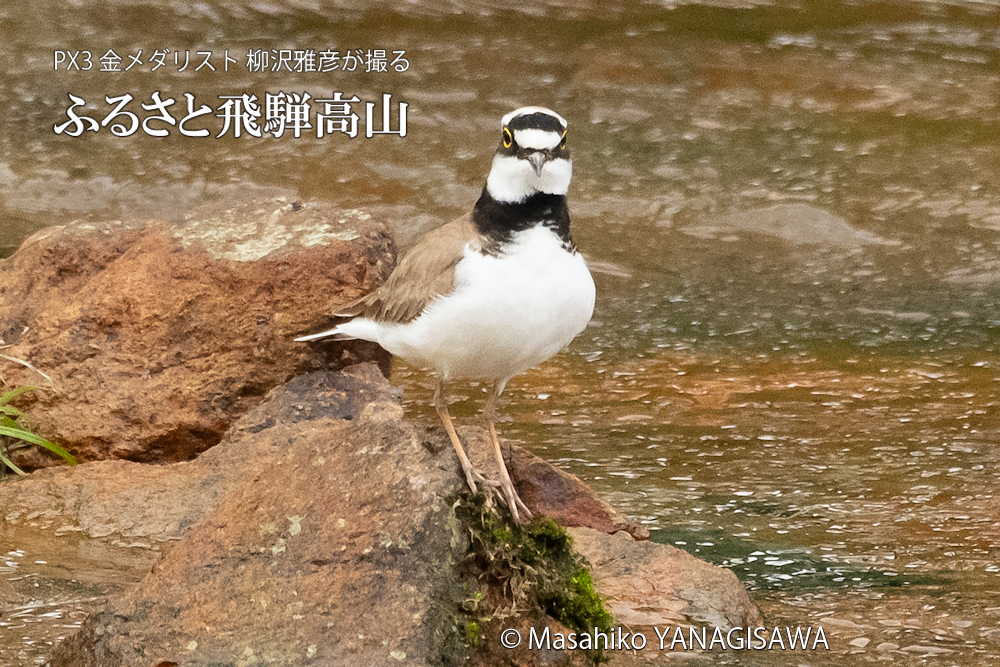 　撮影・柳沢雅彦