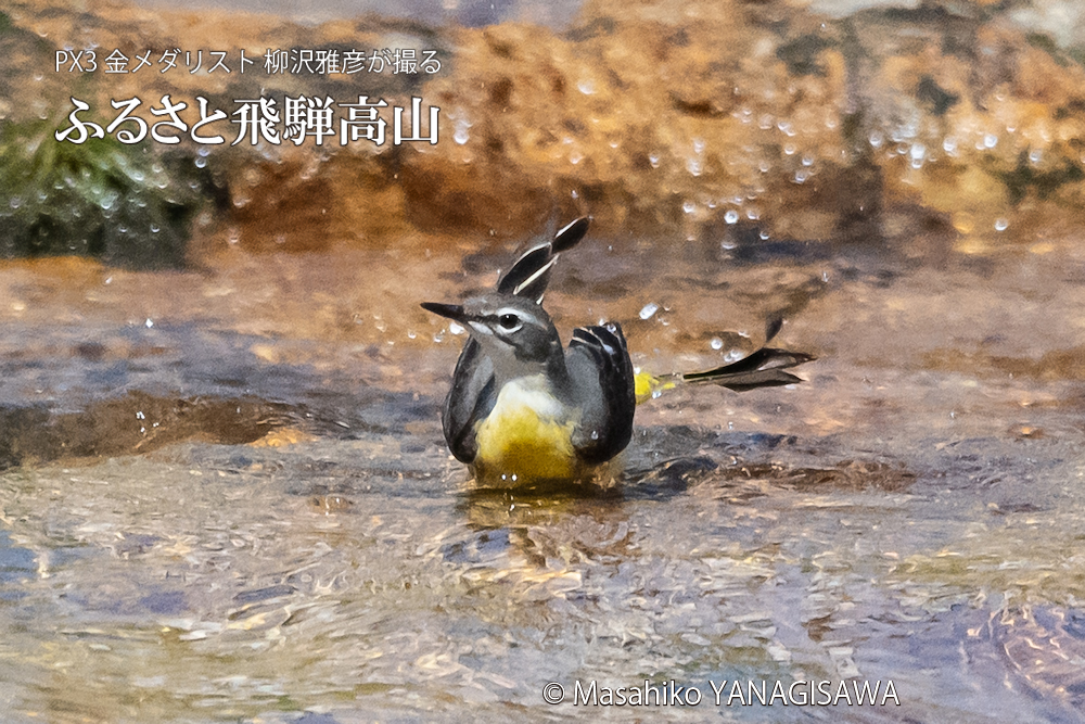 　撮影・柳沢雅彦