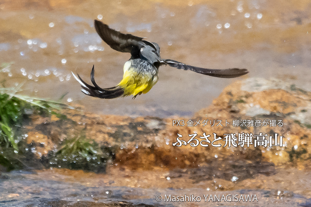 　撮影・柳沢雅彦