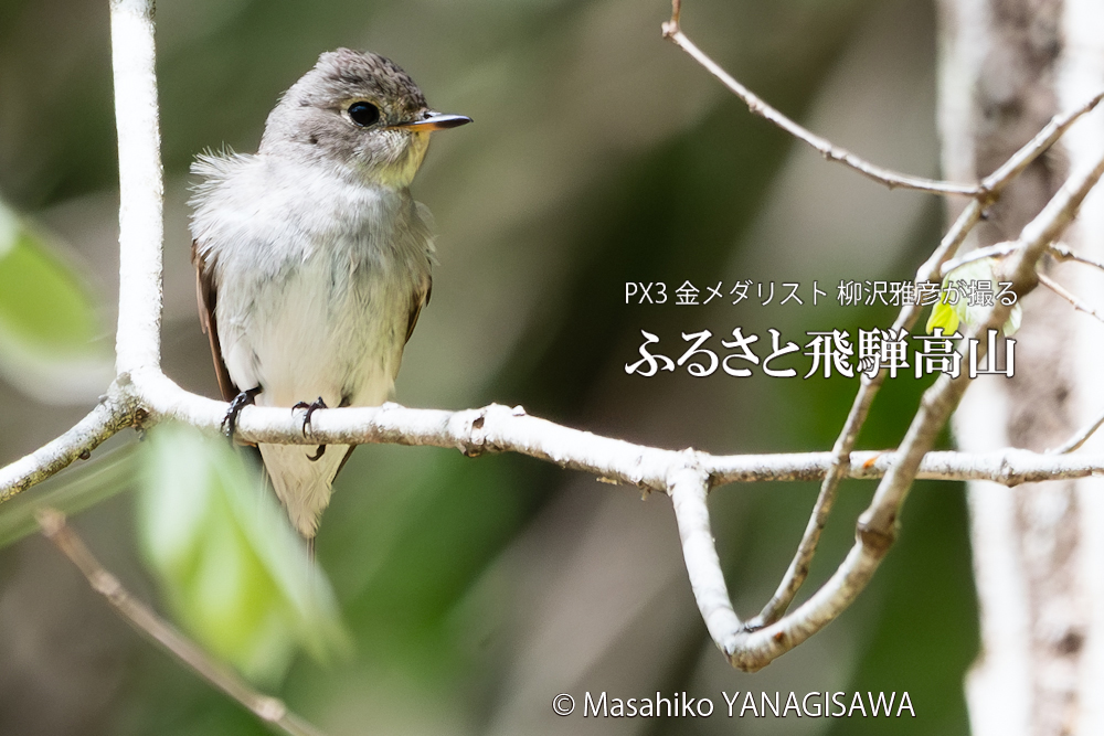 　撮影・柳沢雅彦