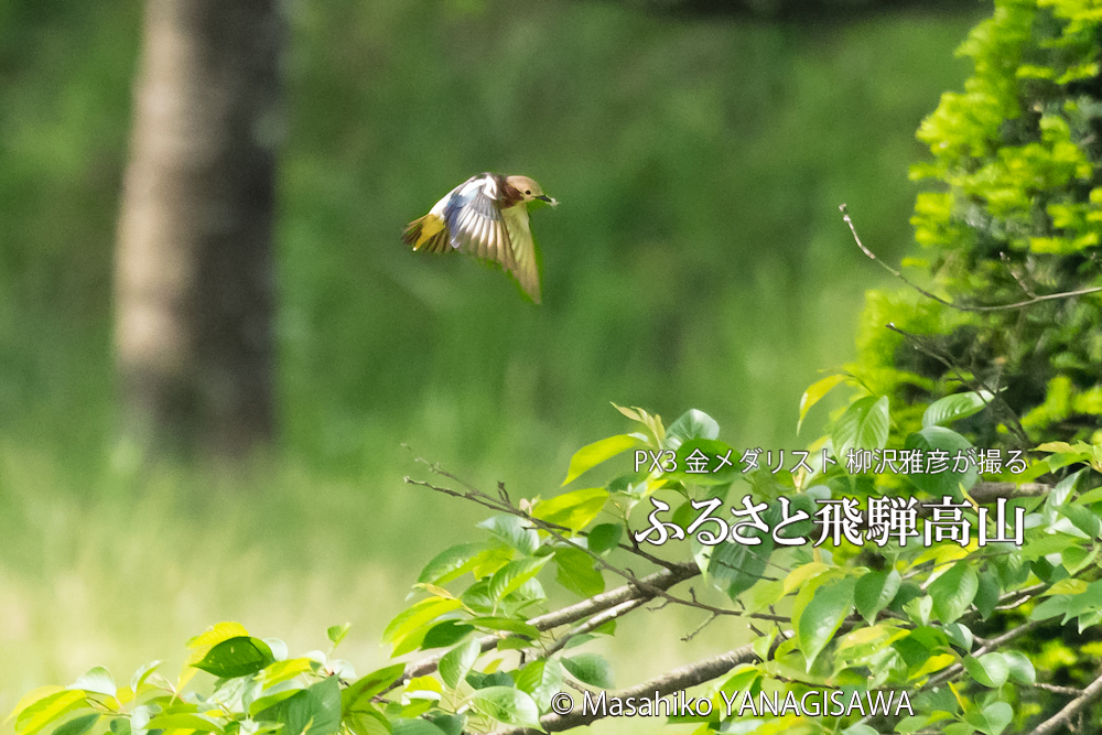 　撮影・柳沢雅彦