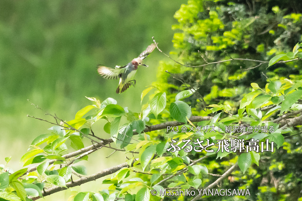 　撮影・柳沢雅彦