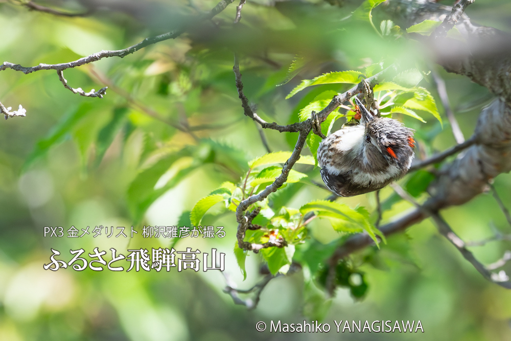 　撮影・柳沢雅彦