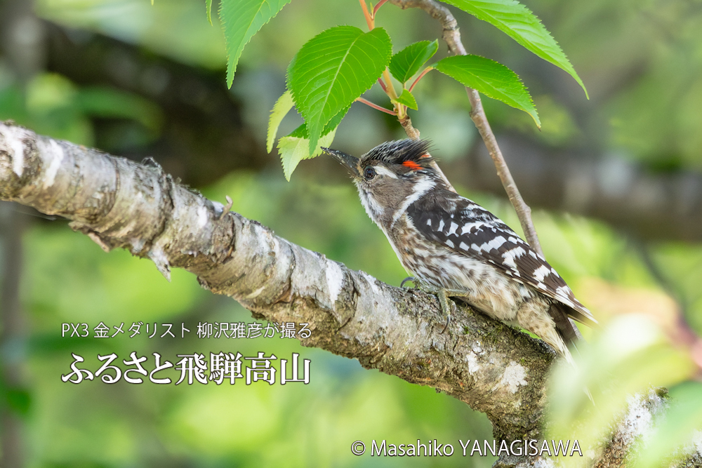 　撮影・柳沢雅彦