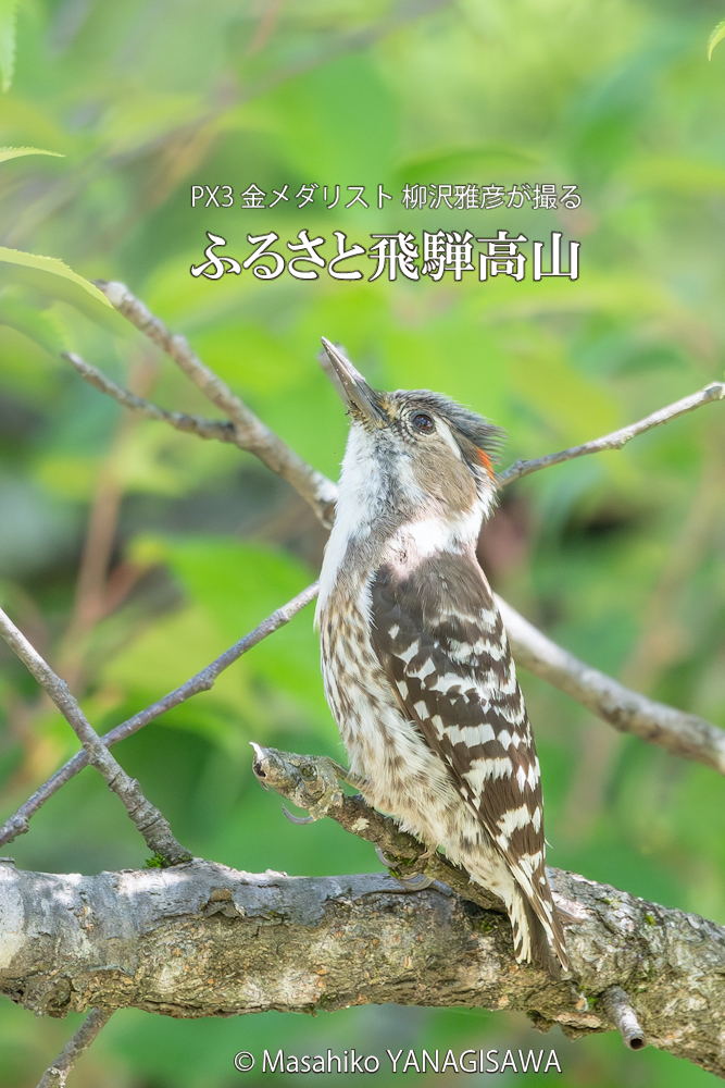 　撮影・柳沢雅彦