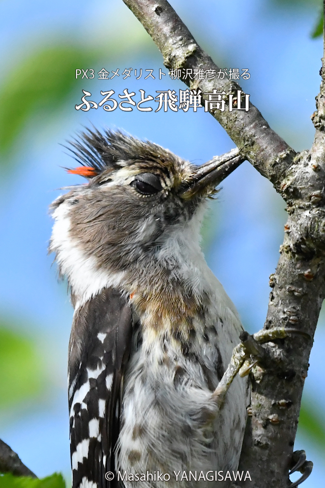 　撮影・柳沢雅彦