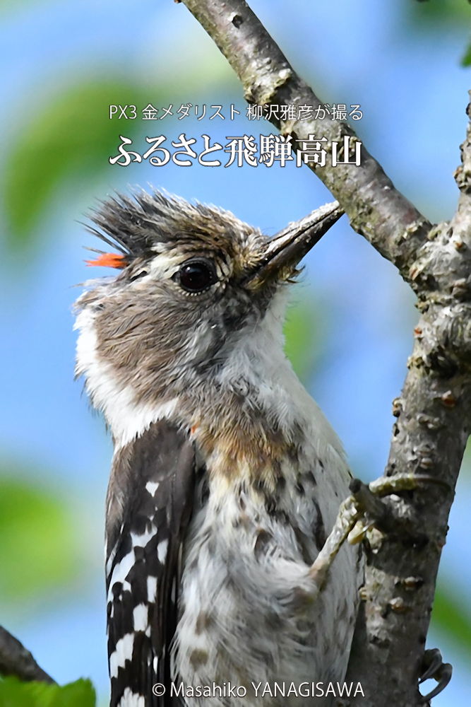 　撮影・柳沢雅彦